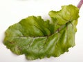 Beet leaf Royalty Free Stock Photo