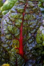 Beet leaves. Backlit red veins of a  green Swiss chard leaf Royalty Free Stock Photo