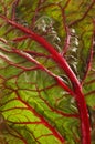 beet leaves. Royalty Free Stock Photo