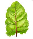 Beet leaves. Beetroot leaves, fresh beet leaf