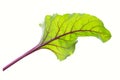 Beet leaves. Beetroot leaves, fresh beet leaf.