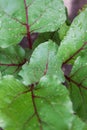 beet leaves. closeup of a backlit mangold leaf. fresh vegetables Royalty Free Stock Photo