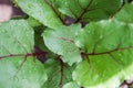 beet leaves. closeup of a backlit mangold leaf. fresh vegetables Royalty Free Stock Photo