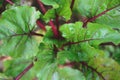 Beet leaves at the garden, close up, top view.