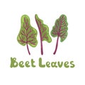 Beet leaves. Beet greens cute vector stock illustration. Fresh swiss chard leaves isolated on white. Botanical hand