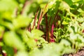 Beet leaves growing in garden Royalty Free Stock Photo