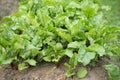 Beet leaves growing. Harvest, farm. Outdoor