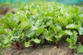 Beet leaves growing. Harvest, farm. Outdoor