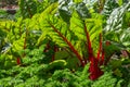 Beet leaves in sunlight