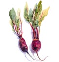 Beet with leaves. watercolor painting on white