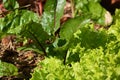 BEET AND LETTUCE IN A GARDEN SQUARE