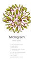 beet microgreen salad
