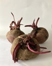 Beet root