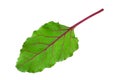 Beet root closeup leaf