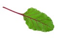 Beet root closeup leaf