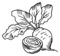 Beet root. Hand drawn cutted vegetable. Farm plant