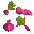 Beet roots set. Whole different beets with green leaves and slices. Red organic vegetables. Vector illustrations