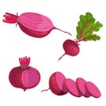 Beet roots set. Whole different beets with green leaves and slices. Red organic vegetables. Vector illustrations