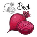 Beet vector drawing icon