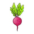 Beet vector icon.Color vector icon isolated on white background beet