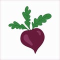 Beet. Vector icon. Harvest of vegetables. Color image isolated on white background.