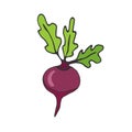 Beet vector icon. Vegetable sticker. Ingredients for recipe book.