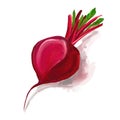 Beet vector illustration hand drawn painted