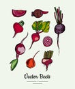 Beet vegetable vector set isolate. Red whole sliced cutted beetroots green leaves. Vegetables drawn illustration food