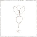 Beet. Vegetables collection. Healthy vegetarian food.