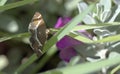 Beet webworm moth, Crete