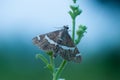 Beet webworm moth small insects macro photography Royalty Free Stock Photo