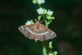 Beet webworm moth small insects macro photography Royalty Free Stock Photo