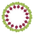 Beet wreath. Fresh vegetables. Organic food. Vector illustration on white background.