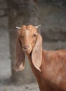 The Beetal goat is a breed from the Punjab region of India and Pakistan is used for milk and meat production. It is similar to the Royalty Free Stock Photo