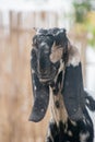 The Beetal goat is a breed from the Punjab region of India and Pakistan is used for milk and meat production. It is similar to the Royalty Free Stock Photo