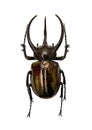 Beetle