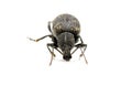 Beetle Royalty Free Stock Photo