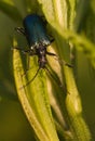 Beetle Royalty Free Stock Photo