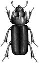 Beetle