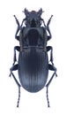 Beetle Abax parallelopipedus