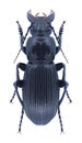 Beetle Abax schueppeli rendschmidti