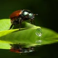 Beetle above water level