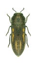 Beetle Acmaeodera chrysanthemi