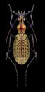 Beetle Acoptolabrus leechi nangnimicola