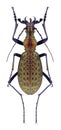 Beetle Acoptolabrus leechi nangnimicola