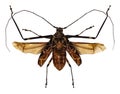 Beetle Acrocinus longimanus isolated on white background