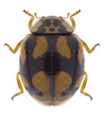 Beetle Adalia decempunctata Royalty Free Stock Photo