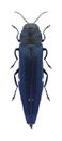 Beetle Agrilus biguttatus Royalty Free Stock Photo