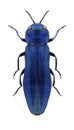 Beetle Agrilus delphinensis Royalty Free Stock Photo