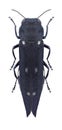 Beetle Agrilus guerini Royalty Free Stock Photo